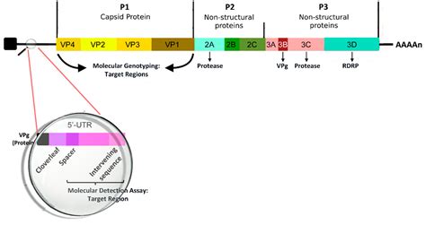 Rhinovirus Structure / Human Rhinoviruses Clinical Microbiology Reviews : Rhinoviruses (rvs) are ...