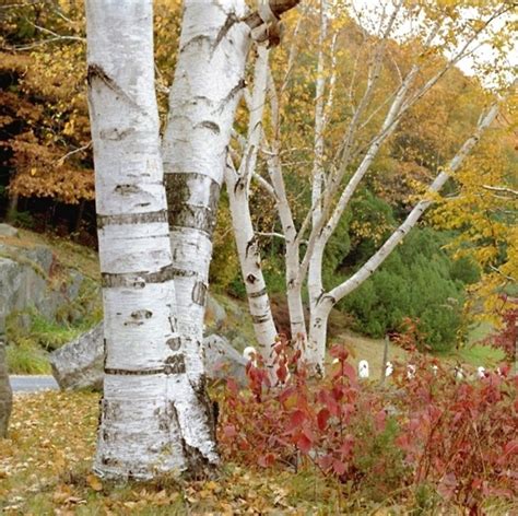 Betula papyrifera | Russell Nursery