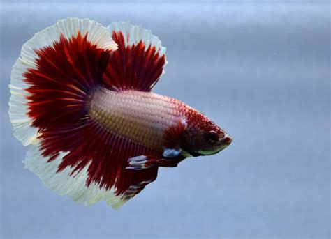 Betta Fish Care Sheet | PetMD