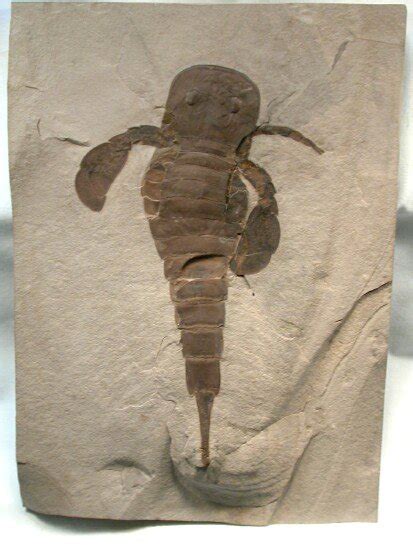 Eurypterid