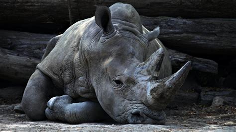 How legalization of the rhino horn trade could impact rhino welfare