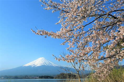 Cherry Blossom Lake In Japan