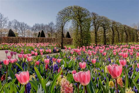 Keukenhof Tulip Gardens Photos | Fasci Garden