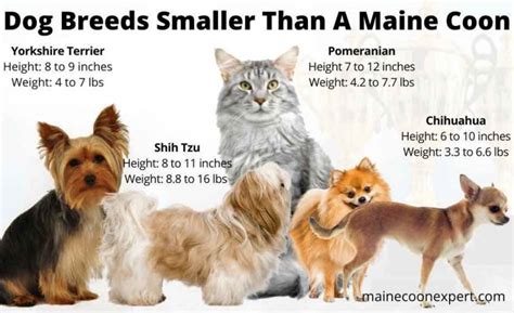 The Size Of A Maine Coon Compared To A Dog - Maine Coon Expert