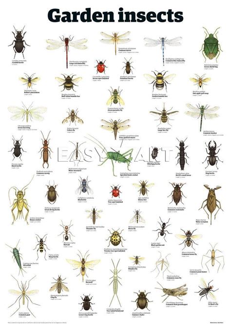 Water Bug Identification at Vanessa Felice blog