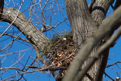 Birding Club of Delaware County: Red-shouldered Hawks Nesting in Chester Co