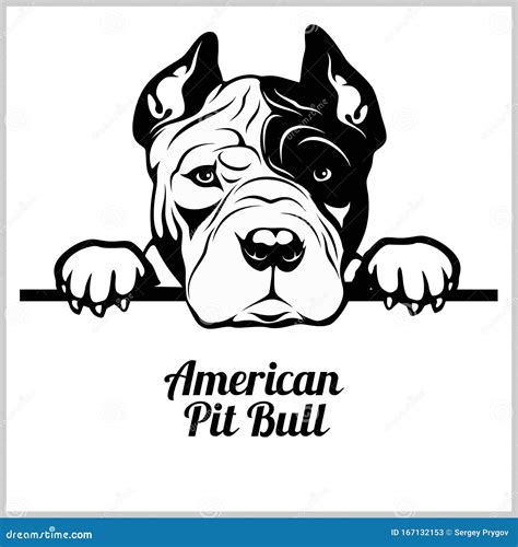 American Pitbull - Peeking Dogs - Breed Face Head Isolated on White Stock Vector - Illustration ...