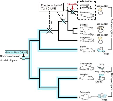 Summary of the Tbx4 C-LME in osteichthyan evolution. Possession of the... | Download Scientific ...