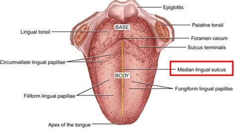 Anatomy: Oral Cavity and Tongue Flashcards | Quizlet