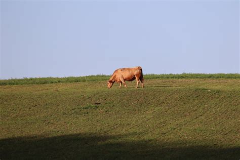 Cow Grazing in the Pasture · Free Stock Photo