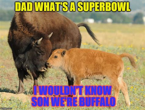 buffalo Memes & GIFs - Imgflip