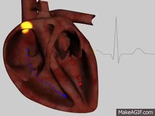 Cardiac Cycle Animation