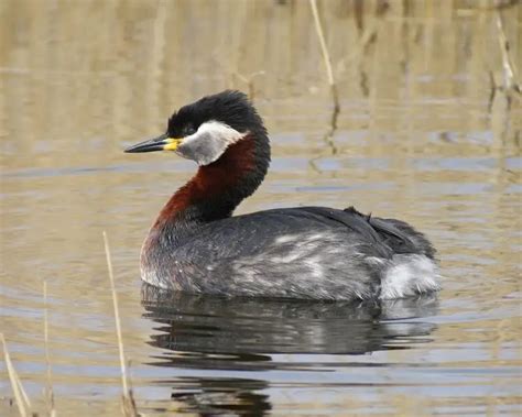 Red-necked grebe - Facts, Diet, Habitat & Pictures on Animalia.bio