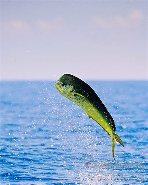 Mahi Mahi Fish - Pets