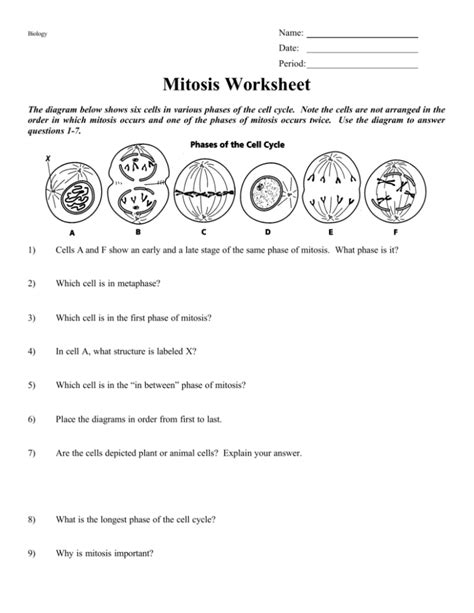 Mitosis Worksheet