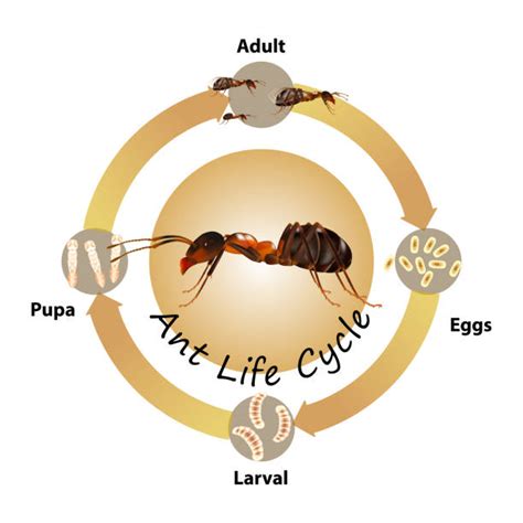 Termite Damage Illustrations, Royalty-Free Vector Graphics & Clip Art - iStock