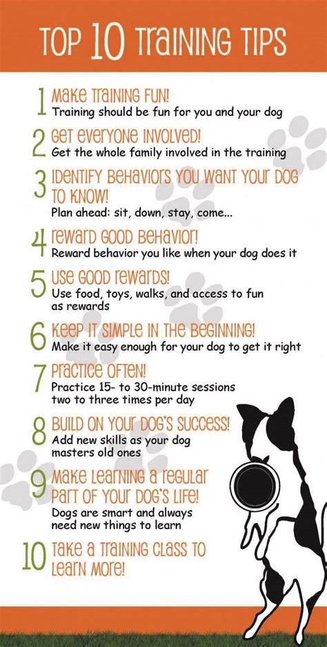 The Ultimate Guide To Puppy Training Tips In 2023