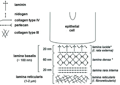 Schematic representations of epithelial cell-basal lamina unity; basal... | Download Scientific ...