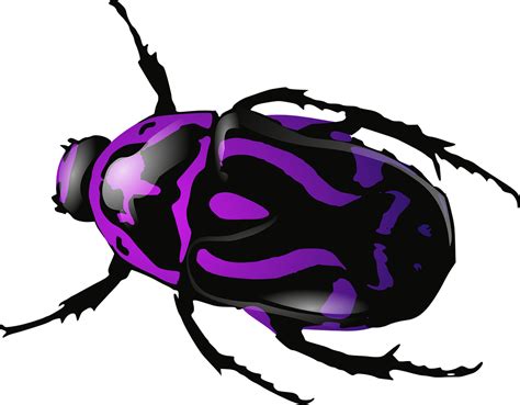 Download Beetle, Bug, Insect. Royalty-Free Vector Graphic - Pixabay