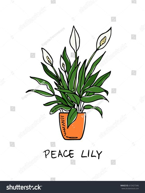 Vector Illustration Hand Drawn Peace Lily Stock Vector (Royalty Free ...