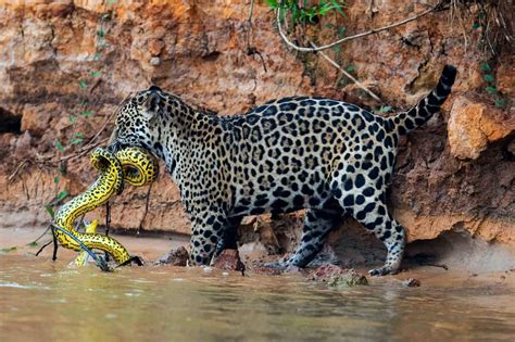 Jaguar killing a yellow anaconda : r/natureismetal