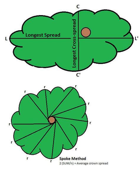 Tree crown measurement - Alchetron, The Free Social Encyclopedia