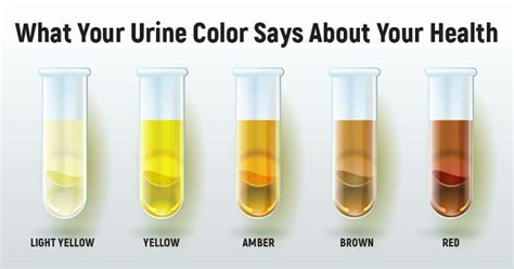 urine color chart urine in test tubes medical vector image - understanding the importance of ...