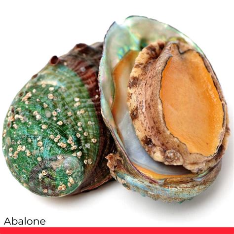 All about Abalone (Taste, Price, How to Cook) - Chef's Pencil