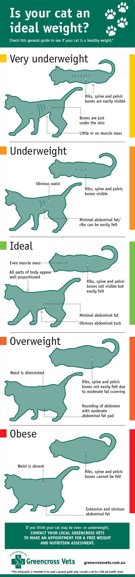 What's A Healthy Weight For My Cat? - Greencross Vets