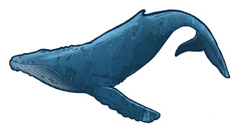 Humpback Whale Clip Art - ClipArt Best