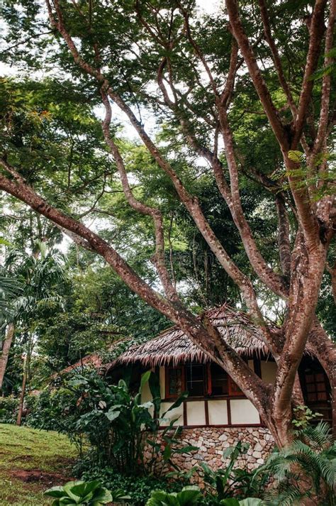 Vintage Straw Thatched Roof Cottage in Tropical Forest Garden, K Editorial Stock Photo - Image ...