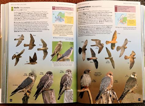 Another Bird Blog: Review - Europe’s Birds