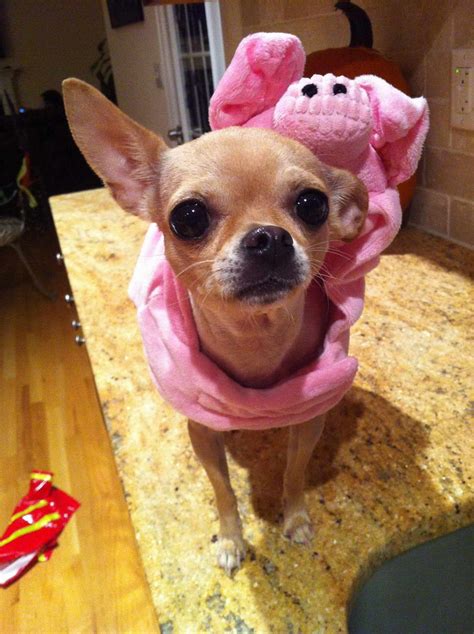 Chihuahua Costume | PETSIDI