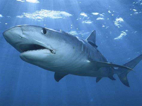 Tiger Shark - TIGER SHARK Photo (31662823) - Fanpop