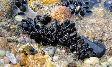 Blue Mussels Face a Dual Dilemma When their Microscopic Gill Hairs Slow Down – oceanbites