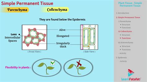 Plant Tissue Diagram Class 9th