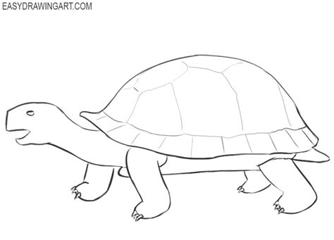 How to Draw a Tortoise - Easy Drawing Art