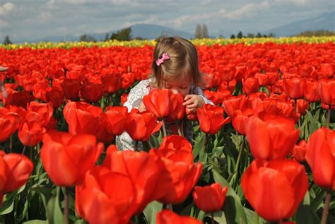 Explore Skagit Valley Tulip Festival with Kids