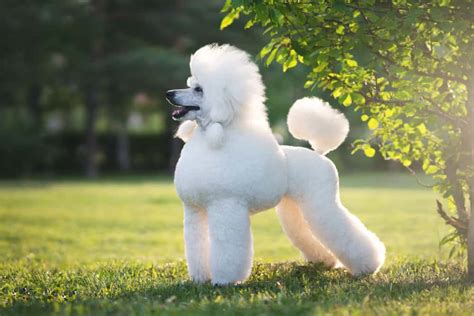 Poodle Dog Breed Complete Guide | AZ Animals