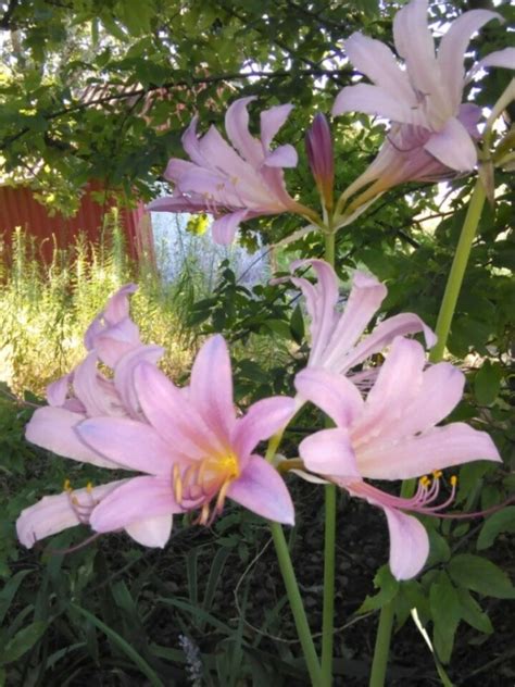 Wild Pink Lilies | ThriftyFun