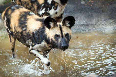 Endangered Wild Dogs Form New Pack - The Houston Zoo