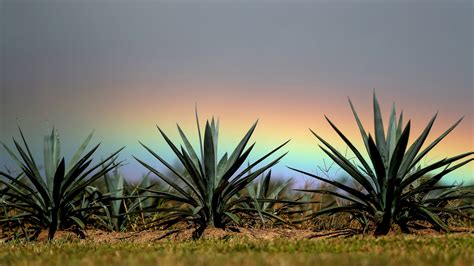 How To Care For An Agave Plant