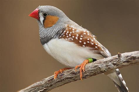 Zebra Finch Breeding Basics