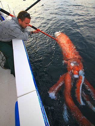 ‘Giant Squid Attack By Shark:’ Rare Giant Squid Discovered (Video)