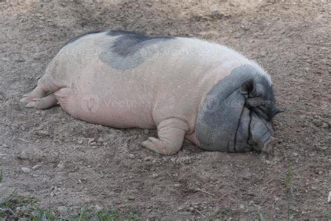 A big fat pig spreading on the ground. Pink texture with black polka dots. 7327104 Stock Photo ...