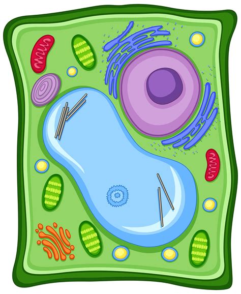 Plant cell with cell membrane 419741 Vector Art at Vecteezy