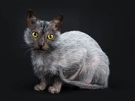 Lykoi: Cat Breed Profile, Characteristics & Care