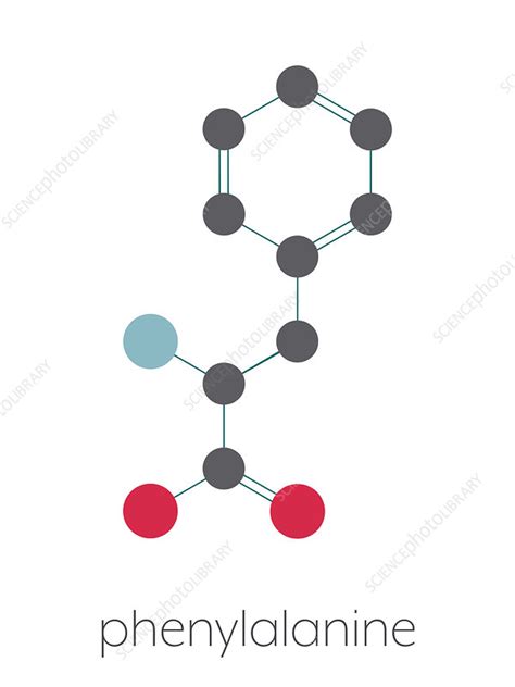 Phenylalanine amino acid molecule, illustration - Stock Image - F027/9108 - Science Photo Library