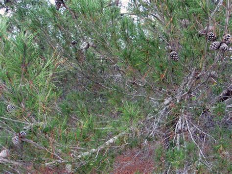 Gardening South Florida Style: Native Florida Sand Pine Scrub Land