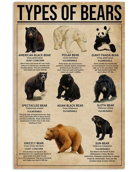 Species Of Bears